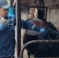 🐄 Важное сообщение - Аксубаевский район